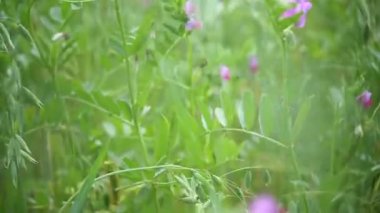 yulaf ve çiçek yeşil alan. fırtına bulutları arka plan üzerinde rüzgarda sallanan kulaklar