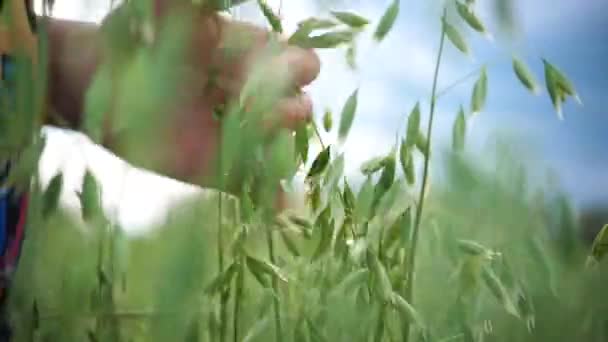 Mano de cerca toca las orejas. orejas balanceándose en el viento — Vídeos de Stock