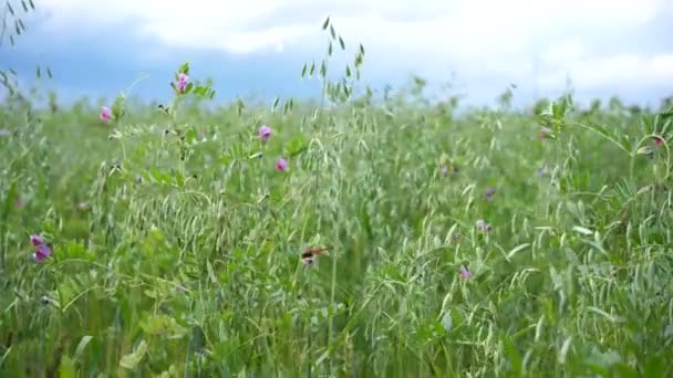 エンバクの oat.a フィールドのグリーン フィールド。嵐の雲の背景の耳が風で揺れてください。 — ストック動画