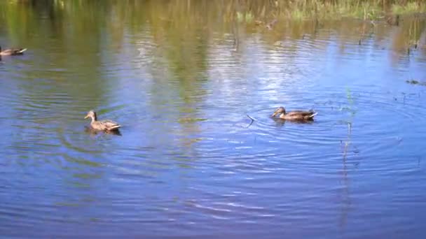 公園内の小さな湖。野生のカモは、湖での遊泳。空と湖の水で木の反射。美しい風光明媚な場所 — ストック動画