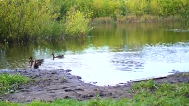 Un pequeño lago en el parque. Patos salvajes nadando en el lago. El reflejo del cielo y los árboles en el agua del lago. Un hermoso lugar escénico — Vídeo de stock