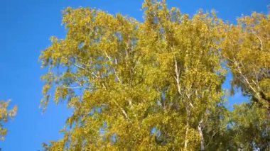 Sonbahar Ağaç, sarı ağaç dalı mavi gökyüzü arka plan üzerinde