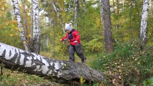 Niño en otoño Parque divertirse jugando y riendo, caminando al aire libre. Árbol caído. Un hermoso lugar escénico — Vídeo de stock