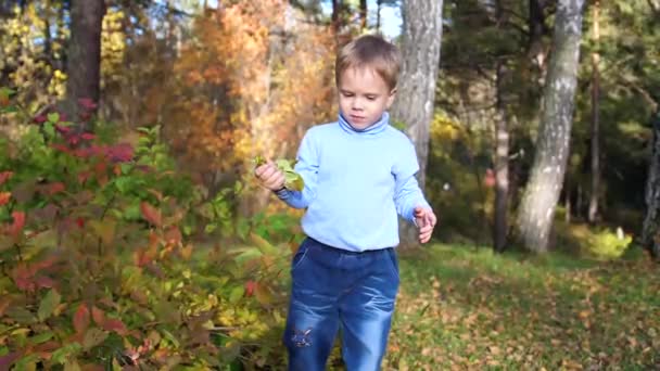 Kinder im Herbstpark haben Spaß beim Spielen und Lachen, beim Spazierengehen an der frischen Luft. ein schöner landschaftlicher Ort — Stockvideo