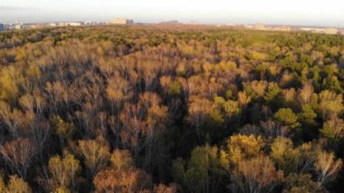 Uçak ormanın üzerinde uçuyor. Yukarıdan görüntüleyin. Sonbahar, düşen yapraklar