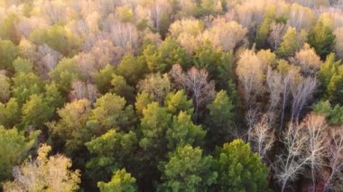 Uçak ormanın üzerinde uçuyor. Yukarıdan görüntüleyin. Sonbahar, düşen yapraklar