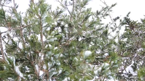 Branche de sapin enneigée en hiver Parc sur fond de ciel bleu — Video