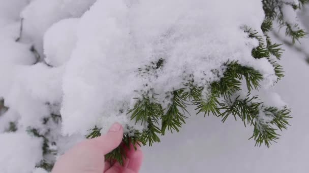 Покрытая снегом ель в зимнем лесу против голубого неба. Снег падает с ветвей ели — стоковое видео