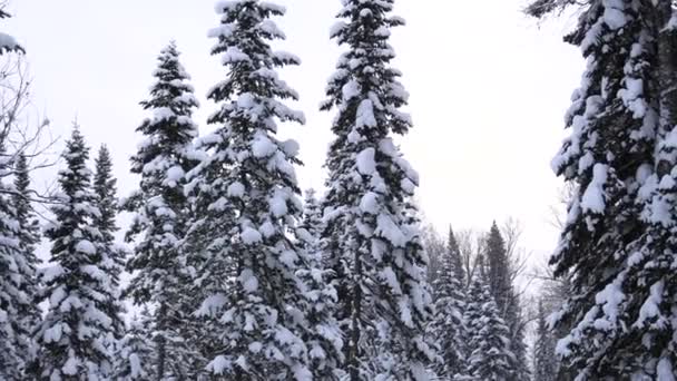 Snedækket grangren om vinteren Park på blå himmel baggrund – Stock-video
