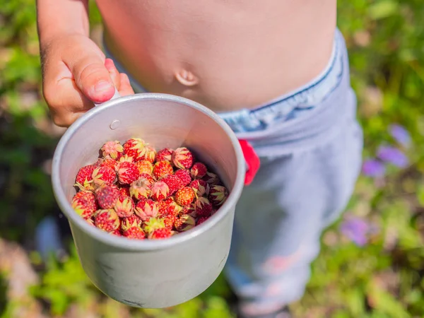 Ripe berries - strawberry. Forest berries strawberry. A boy holds in the hands cup with the forest berries