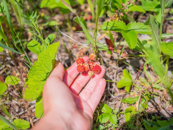 Ripe berries - strawberry. Forest berries strawberry. A woman holds in the hands the forest berries