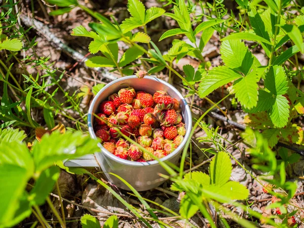 Cup with the forest berries in the grass. ripe berries - strawberry.Forest berries strawberry.
