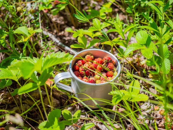 Cup with the forest berries in the grass. ripe berries - strawberry.Forest berries strawberry.