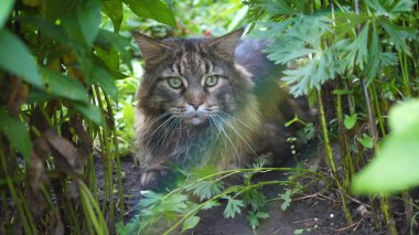 Bahçe çalılıklarında oturan büyük gri kedi. Maine kon