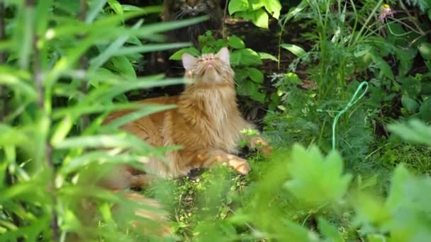 Gato de gengibre grande sentado no arbusto do jardim. Casulo do Maine — Vídeo de Stock