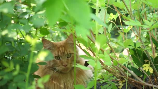 Nagy gyömbér macska ül a kertben bokor. Maine mosómedve — Stock videók