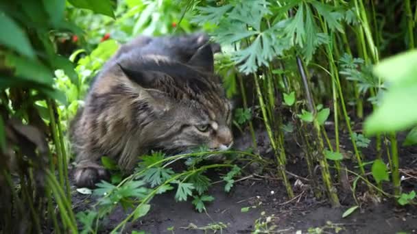 Nagy szürke macska ül a kertben bokor. Maine mosómedve — Stock videók