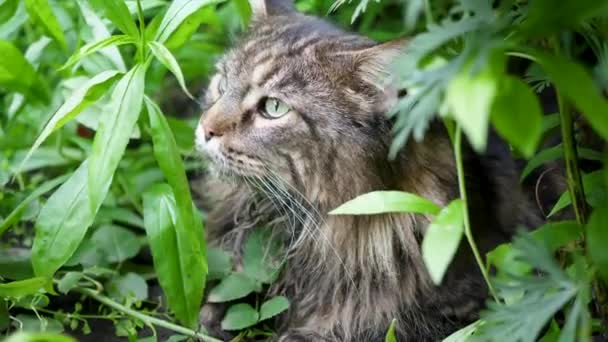 Big gray cat sitting in the garden bush. Maine coon — Stock Video