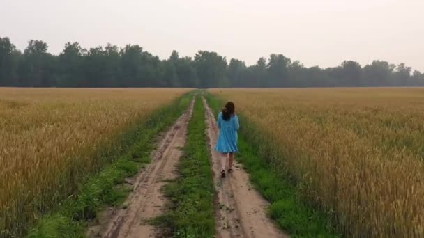 En ung flicka i en klänning går längs ett vetefält. Tidig morgon, ljus dimma — Stockvideo