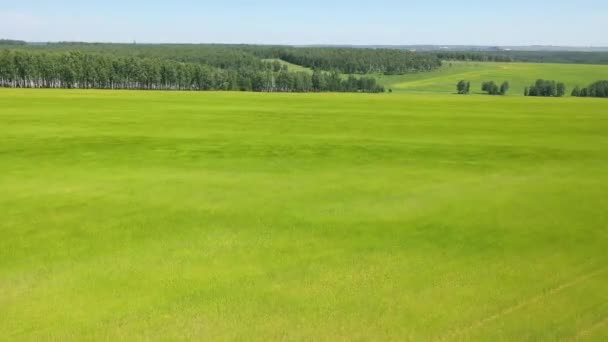 The drone is flying over the field.the wind flaps the ears of wheat View from above.FHD — Stock Video