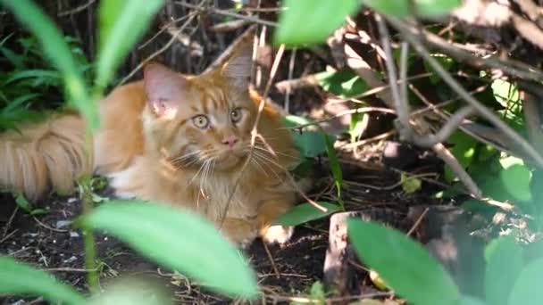 Gato de gengibre grande sentado no arbusto do jardim. Casulo do Maine — Vídeo de Stock