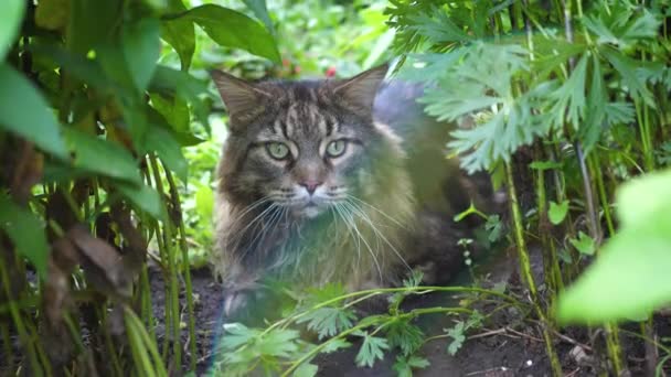 Duży szary kot siedzi w ogrodzie krzew. Maine Coon — Wideo stockowe
