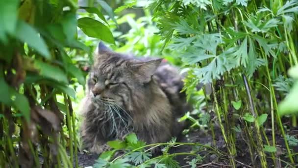 Grande gato cinzento sentado no arbusto do jardim. Casulo do Maine — Vídeo de Stock