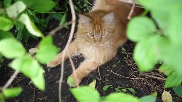 Gato de gengibre grande sentado no arbusto do jardim. Casulo do Maine — Vídeo de Stock