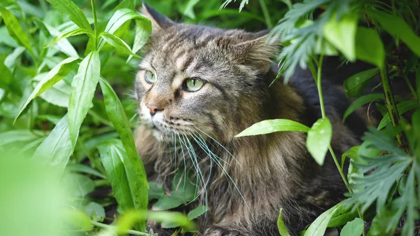 Big gray cat sitting in the garden bush. Maine coon — Stock Photo, Image