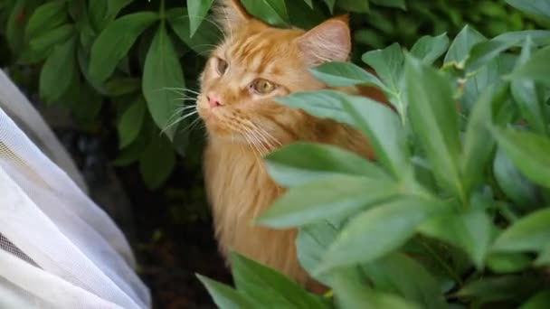 Grande gatto zenzero seduto nel cespuglio del giardino. Procione del Maine — Video Stock