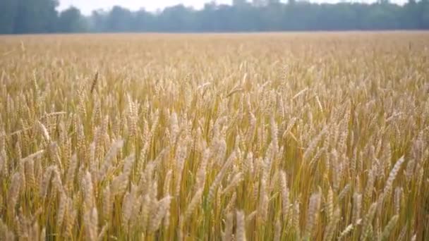 Champ de blé jaune. Oreilles se balançant dans le vent sur le fond de nuages orageux — Video