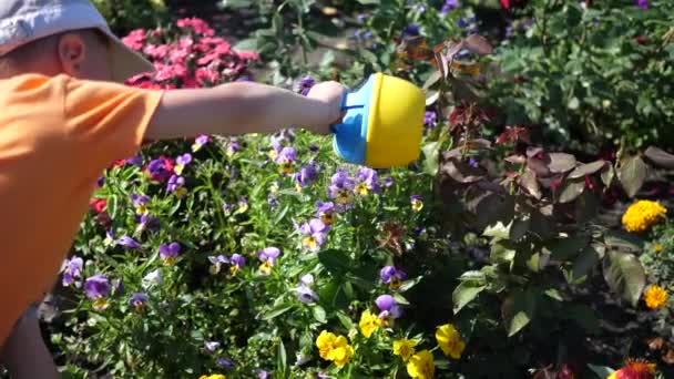 A gyermek egy kis öntözés is öntözés virágos kert. Fiatal Kertész. — Stock videók