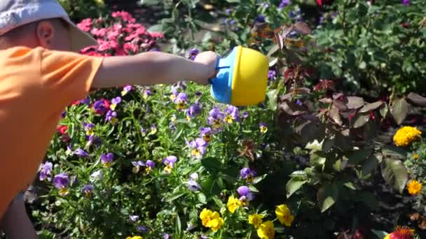 Un enfant avec un petit arrosoir arrosage jardin de fleurs. Jeune jardinier . — Video