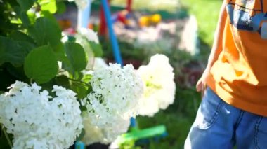 Küçük şirin bir bebek yavaşça çiçek kokusuna sahiptir. Çocuk bir çiçek kadar alır ve onun koku inhales. Çiçek tomurcukları peonies