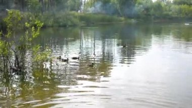 Parkta küçük bir göl. Yaban ördekleri gölde yüzmeye. Gökyüzü ve Gölü nün su ağaçlarda yansımasıdır. Çok güzel manzaralı bir yer