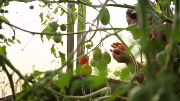 女性農家が温室で収穫する。野菜トマトを持つ農家。有機収穫農産物 — ストック動画