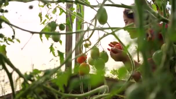 Kobieta rolnik zbiera się w szklarni. Rolnik trzymanie warzyw-pomidory. Organiczne żniwa rolnicze produkty spożywcze — Wideo stockowe