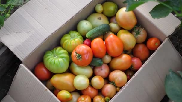 Uma agricultora colhe em estufa. O fazendeiro instala em uma caixa tomates de verduras. Colheita biológica Produtos alimentares agrícolas — Vídeo de Stock