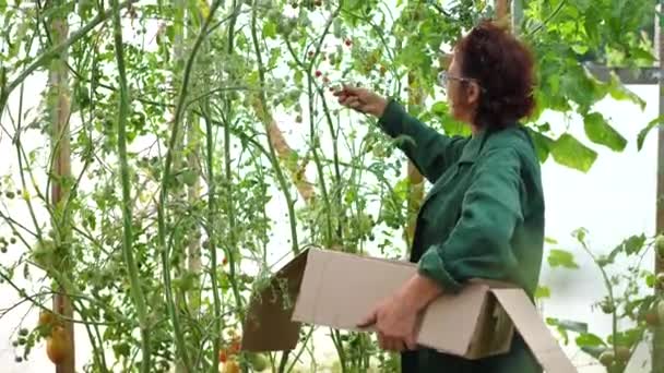 女性農家が温室で収穫する。農家は有機野菜トマトの箱を持っています。オーガニックファームフード収穫 — ストック動画