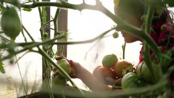Женщина-фермер собирает урожай в теплице. Фермер держит овощи-помидоры. Органические сельскохозяйственные продукты питания — стоковое видео