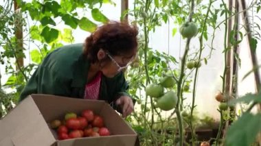 Bir kadın çiftçi serada hasat ediyor. Çiftçinin elinde bir kutu organik sebze-domates var. Organik Çiftlik Gıda Hasat