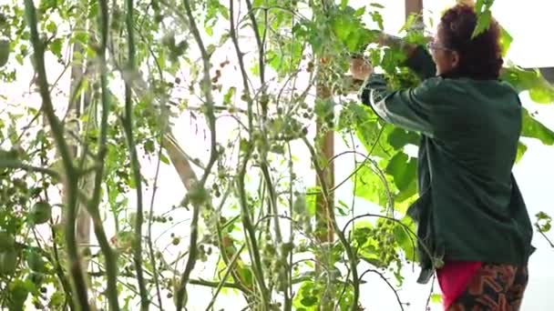 En kvinna jordbrukare skördar i ett växthus. Ekologisk Farm Food Harvest — Stockvideo