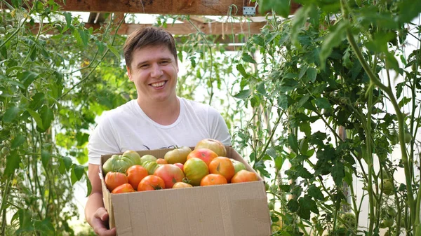 Un homme agriculteur récolte dans une serre. L'agriculteur tient une boîte de légumes-tomates biologiques. Récolte d'aliments biologiques agricoles Images De Stock Libres De Droits