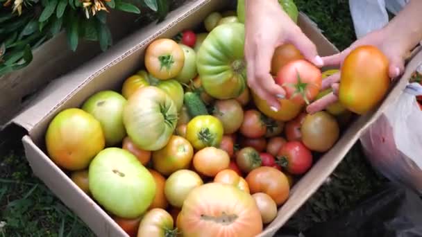 Una agricultora cosecha en un invernadero. El agricultor pone en la caja hortalizas-tomates. Cosecha ecológica Productos alimenticios agrícolas — Vídeo de stock