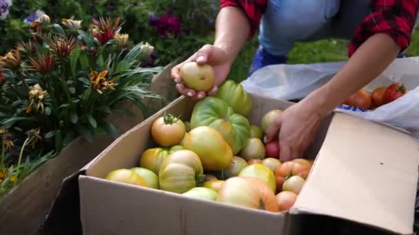 Una contadina raccoglie in una serra. L'agricoltore mette in una scatola verdure-pomodori. Raccolta biologica Prodotti alimentari agricoli — Video Stock