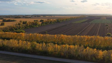 İnsansız hava aracı orman kuşağının üzerinde uçuyor. Sonbahar. Sarı ağaçlar. Siyah alan. Yukarıdan görüntüleyin. Fhd