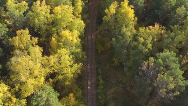 De drone vliegt over het najaarsbos langs rails. de wind beweegt de kronen van bomen — Stockvideo