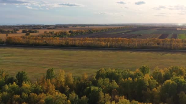 ドローンが森のベルトの上を飛んでいる。秋。黄色い木黒いフィールド。上から見る。Fhd — ストック動画