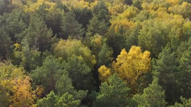 Dron leci nad jesiennym lasem. Wiatr porusza korony drzew — Wideo stockowe