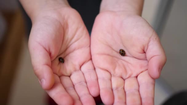 Un niño en la palma de su mano sosteniendo una mariquita. Insecto 4K — Vídeos de Stock